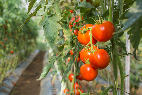 トマト農園