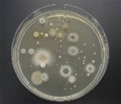空間の細菌・カビ・ウイルス